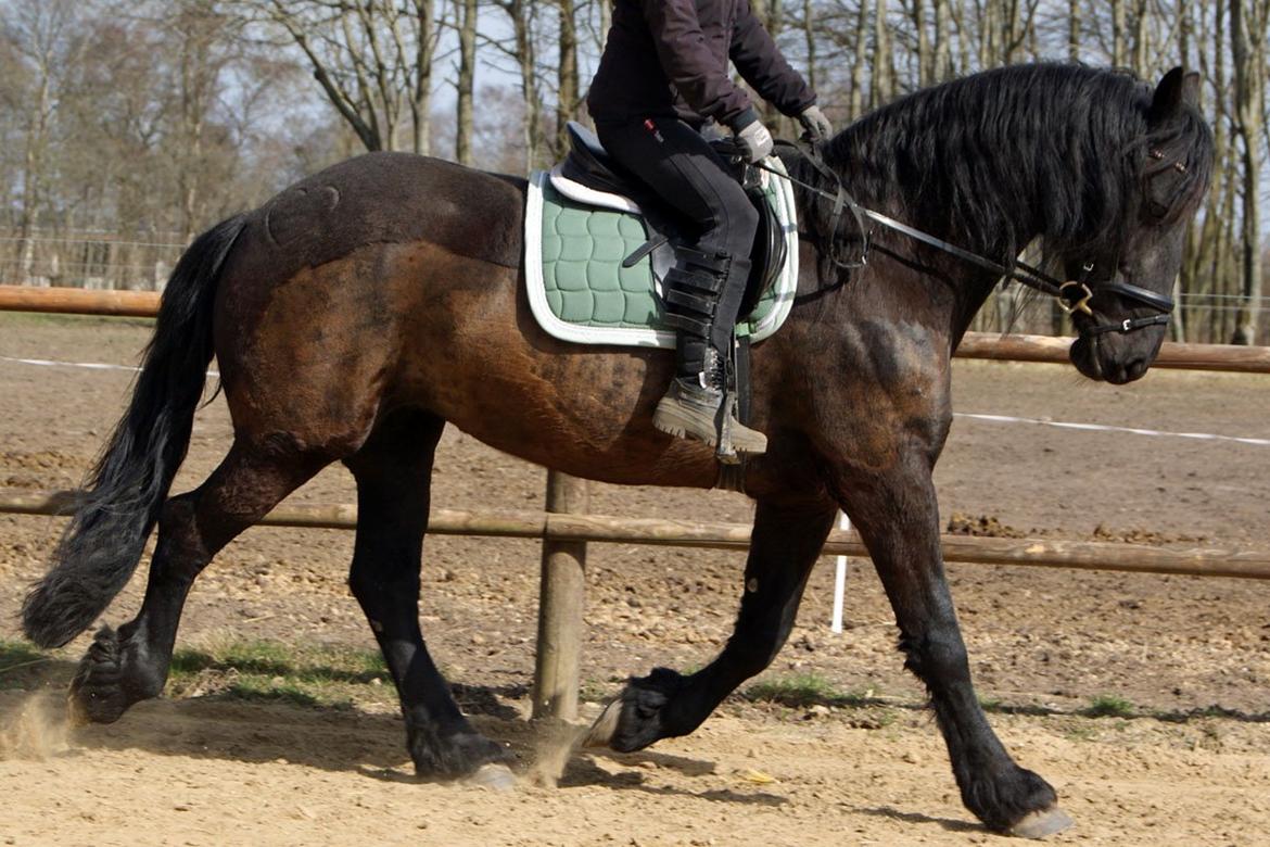 Frieser Roose - En af de første rideture i 2013! billede 20