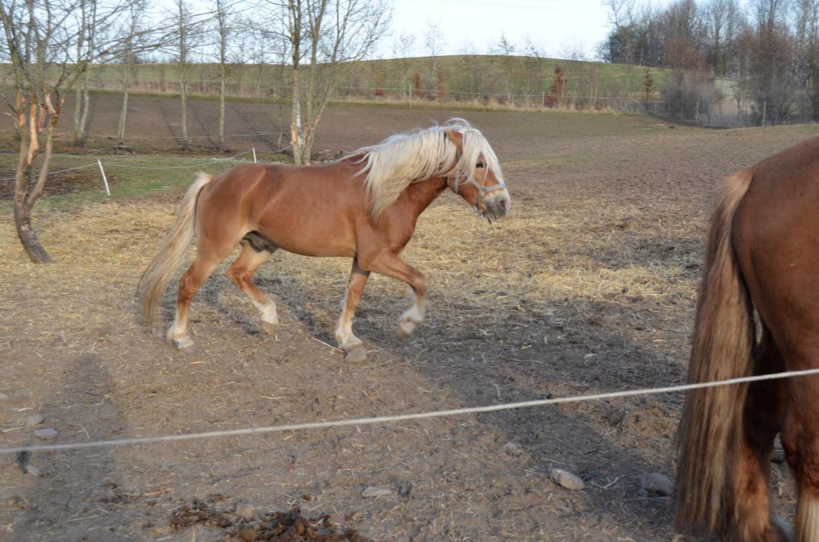 Haflinger Alladin - April 2013 billede 11