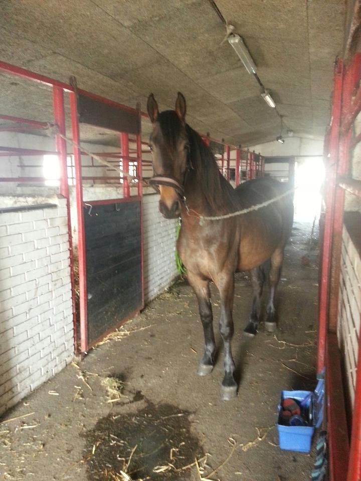 Anden særlig race Egebæks Bailey <3 billede 19