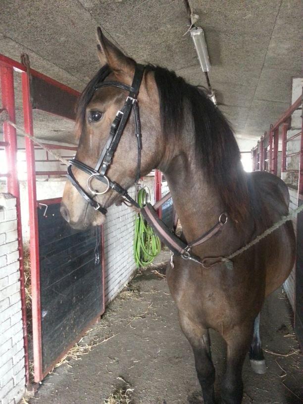 Anden særlig race Egebæks Bailey <3 billede 20