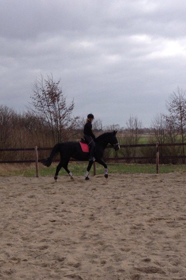Oldenborg Højgaardens Jasmin billede 14