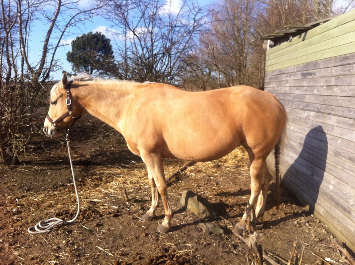 Quarter Tes Twinkie Winkie - 2 mdr til foling billede 17