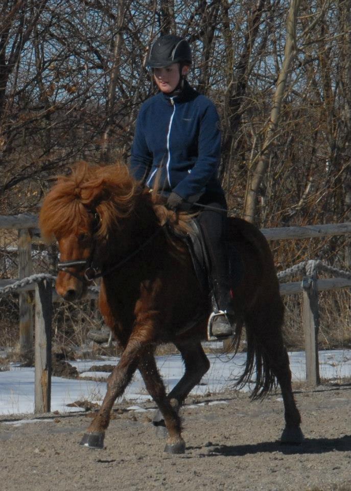 Islænder Kongur Fra Kongemosen - Trav... og koncentration hos rytteren.. billede 6