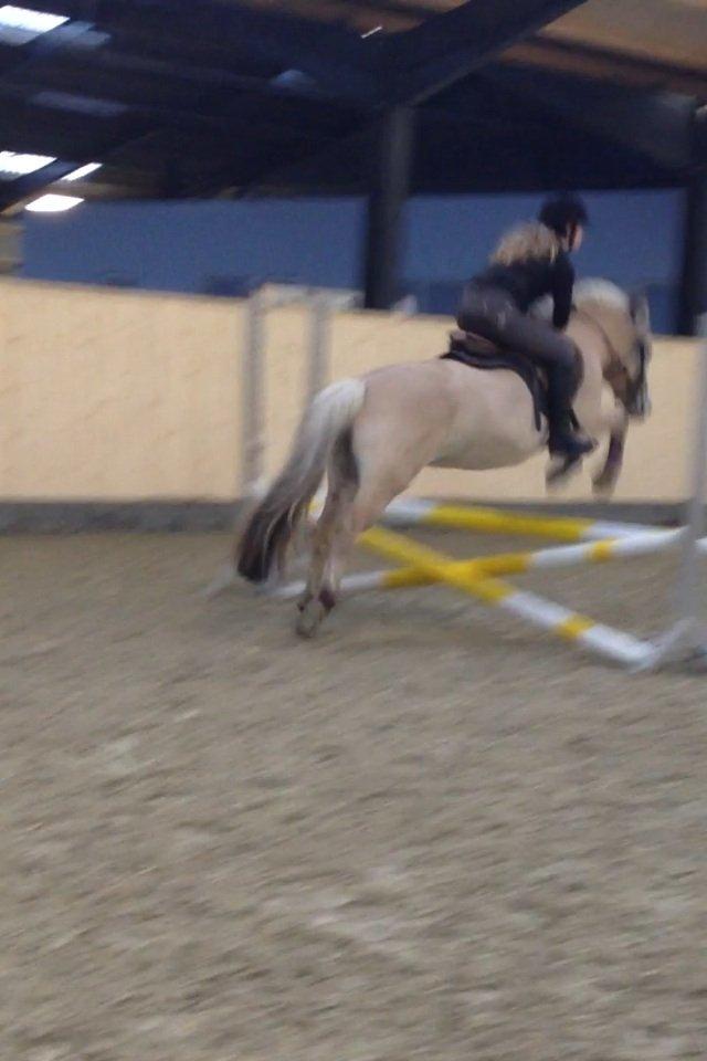 Fjordhest Freja <3 billede 11