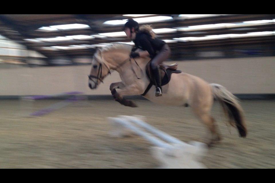 Fjordhest Freja <3 billede 12