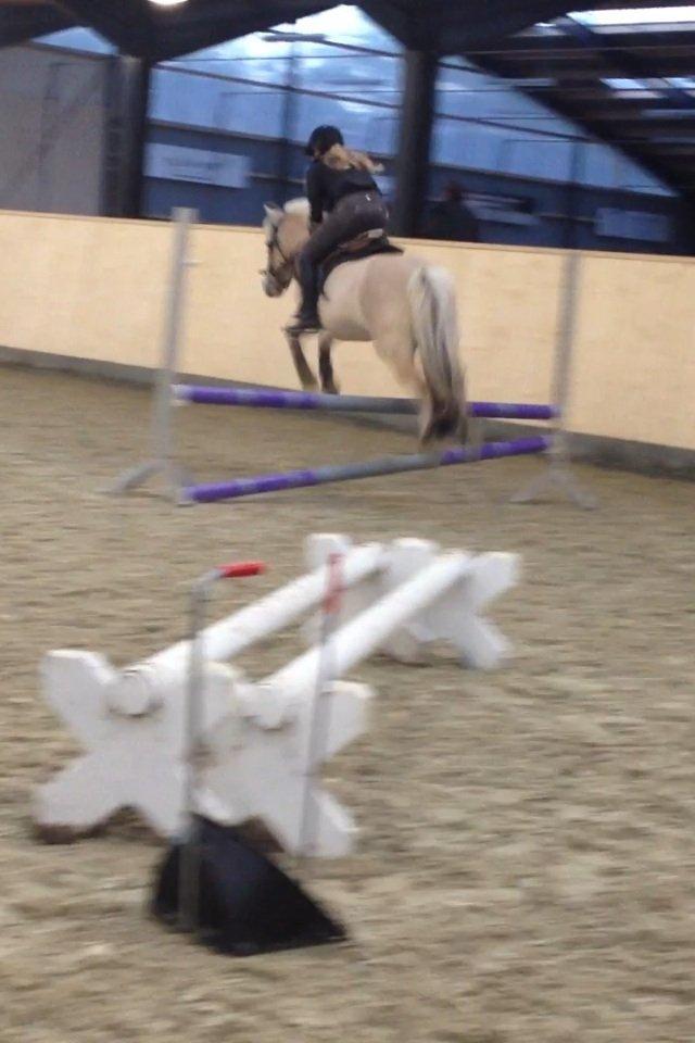 Fjordhest Freja <3 billede 14