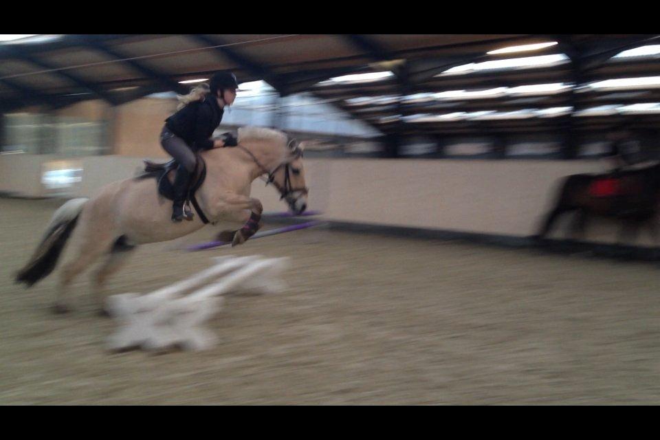 Fjordhest Freja <3 billede 15