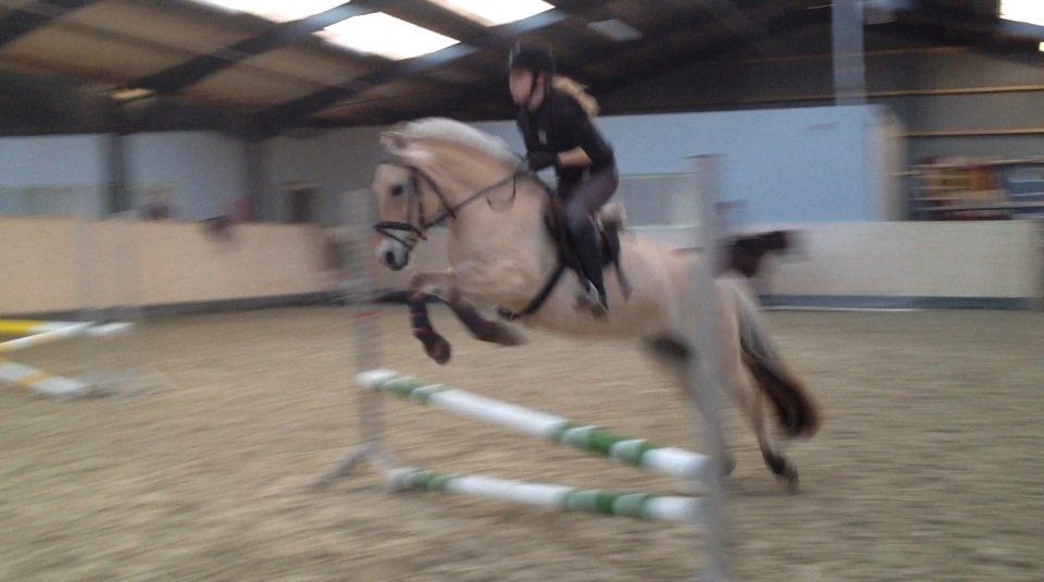 Fjordhest Freja <3 billede 13