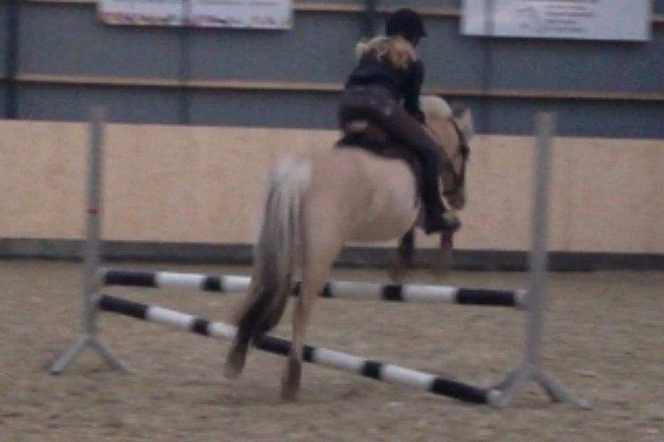 Fjordhest Freja <3 - når enden er god, er alting godt <3 
Hej hej! :D billede 20