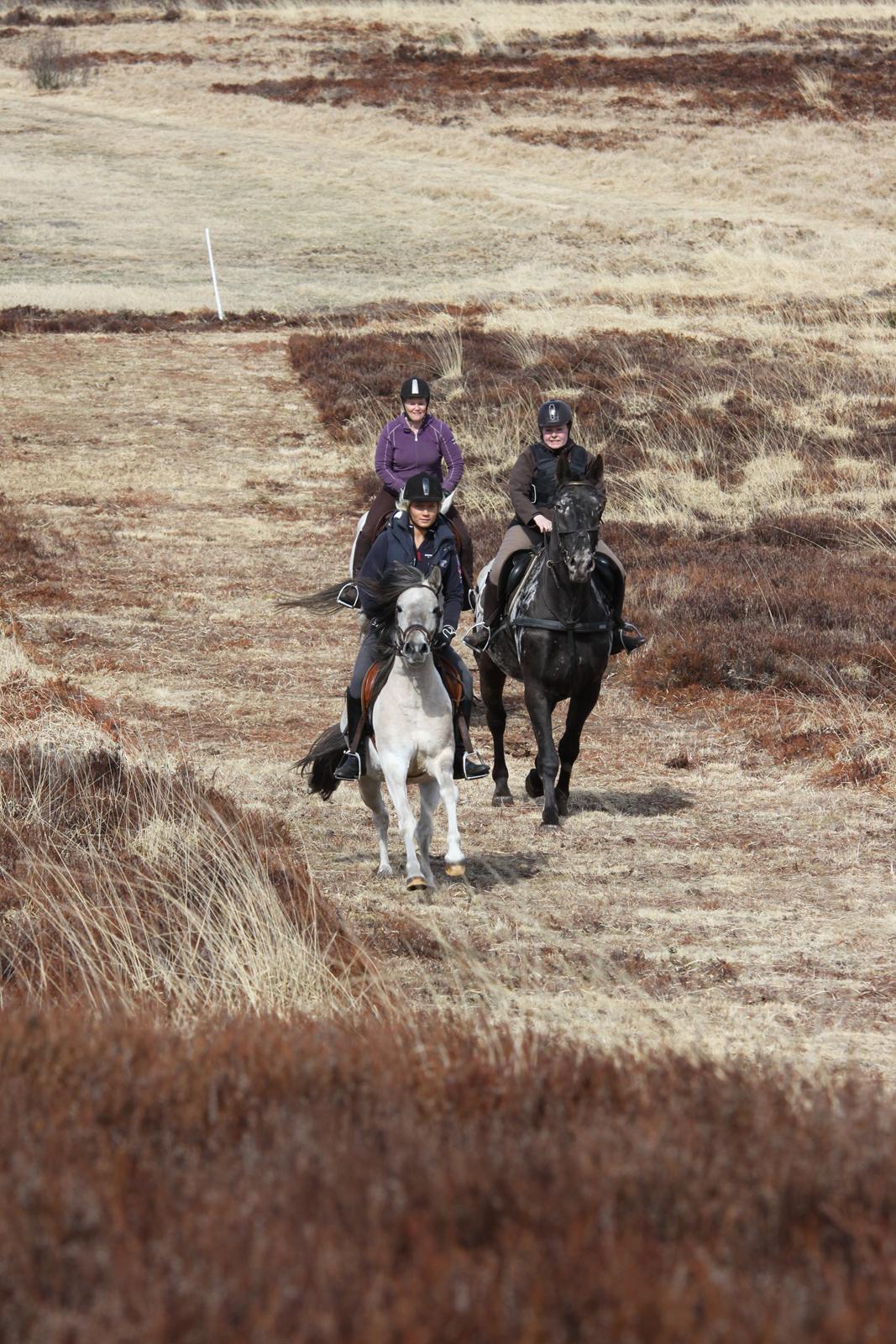 Anden særlig race Klinkhøjs Epona - April 2013 billede 11
