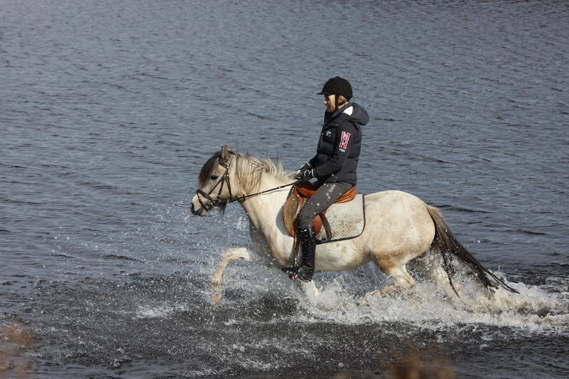 Anden særlig race Klinkhøjs Epona - Første gang i vand. april 2013 billede 12
