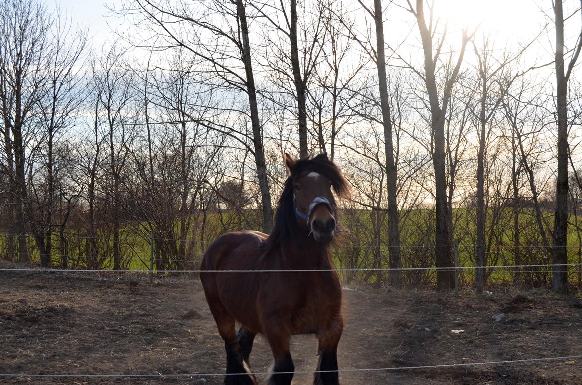 Jyde Hans - 21-04-2013 billede 17