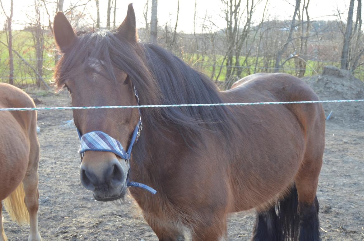 Jyde Hans - 21-04-2013 billede 18