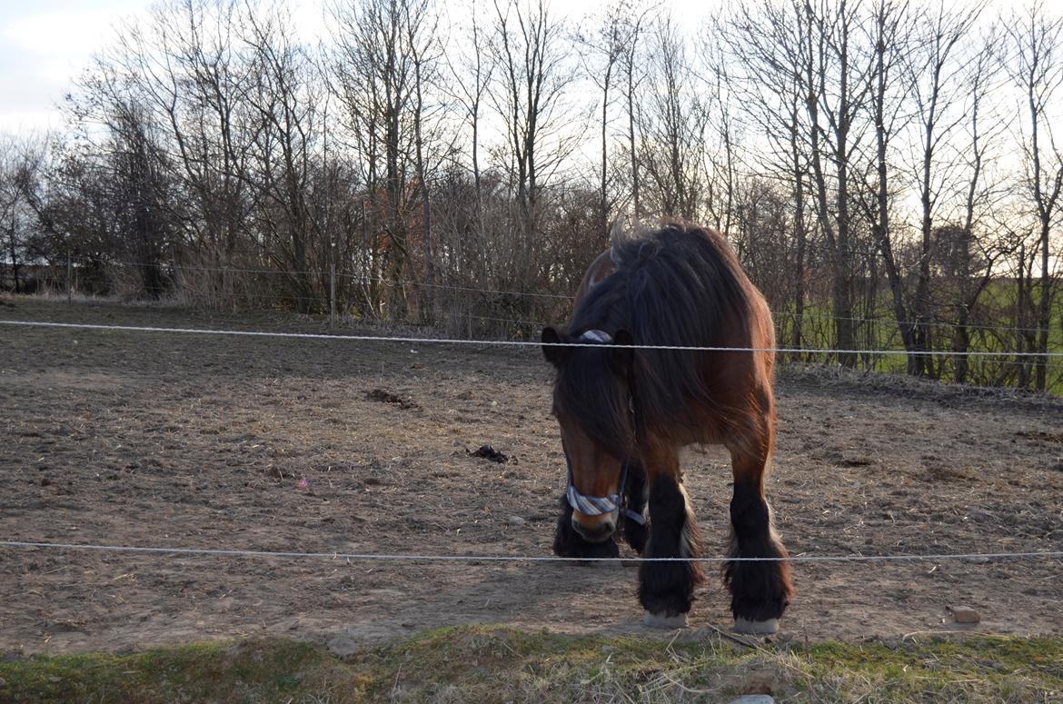 Jyde Hans - 21-04-2013 billede 19