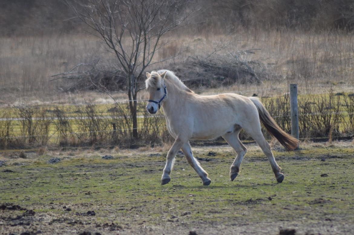 Fjordhest | Odin Møldrup | Hotte  - Hottes lækre trav på folden.

Taget af A-K billede 16