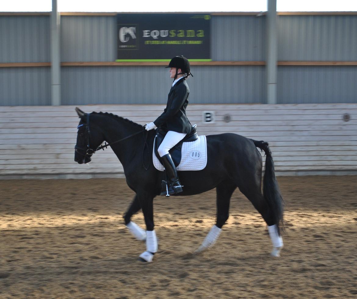 Anden særlig race Beauty "BÆSTET"  <3 billede 8