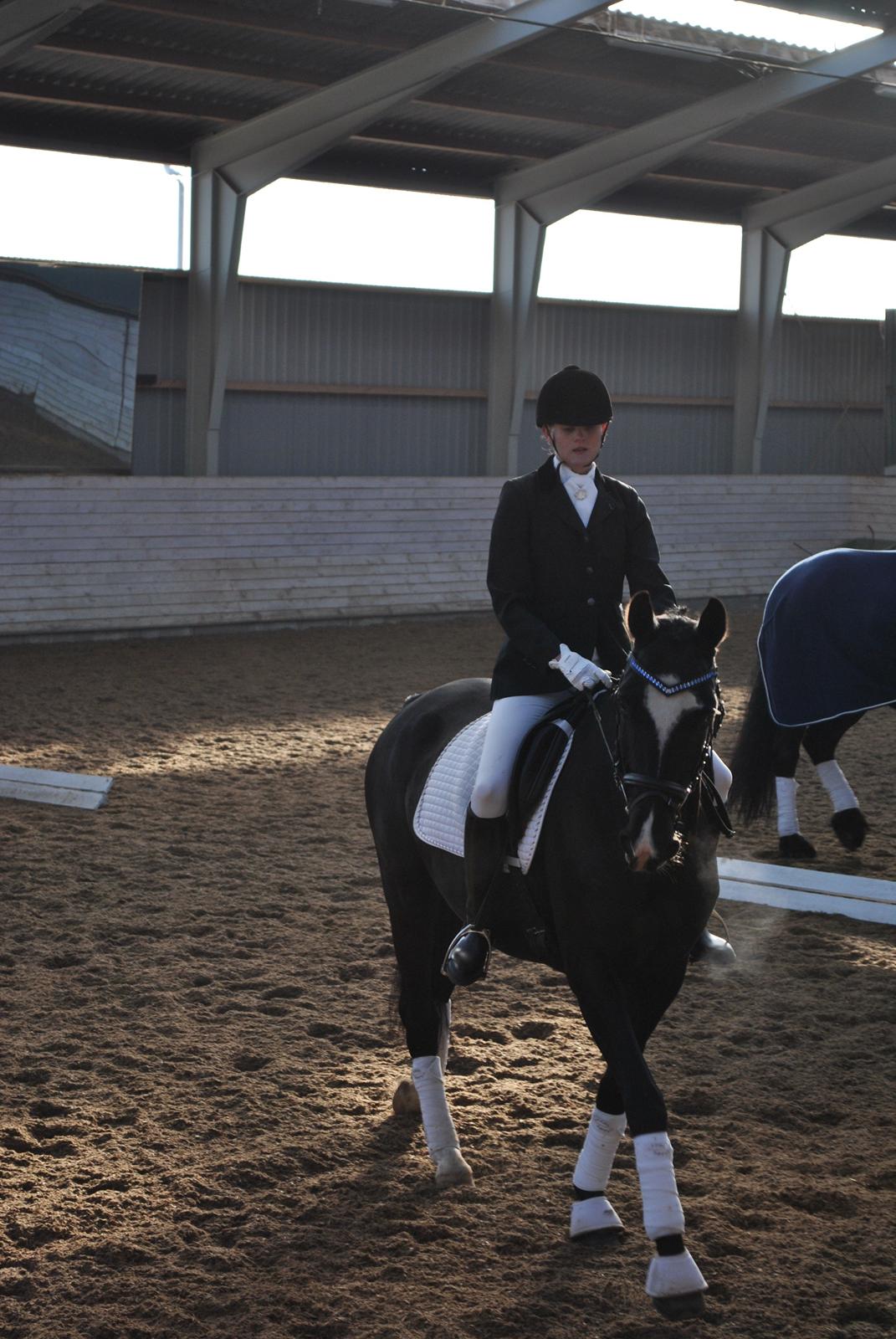 Anden særlig race Beauty "BÆSTET"  <3 billede 10