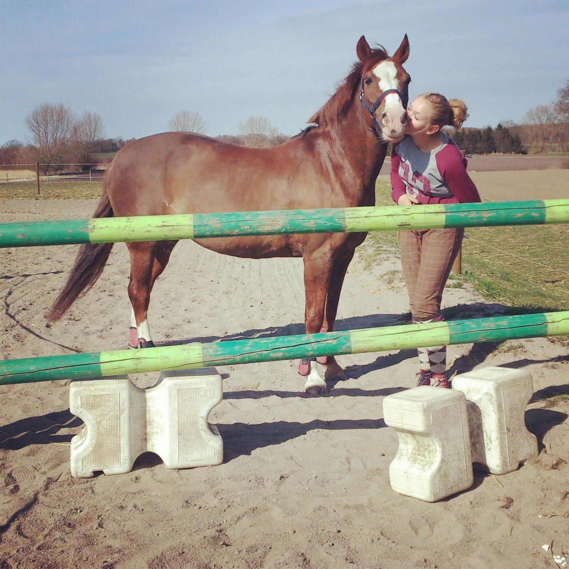 New Forest Tosca  - Mulle der var over 105! 
MB* billede 15