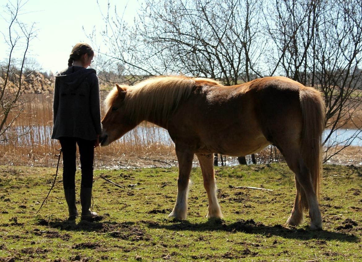 Gotlandsruss Uranus - Vi hygger på folden <3 ~ April 2013 (Fotograf - Freya) billede 7