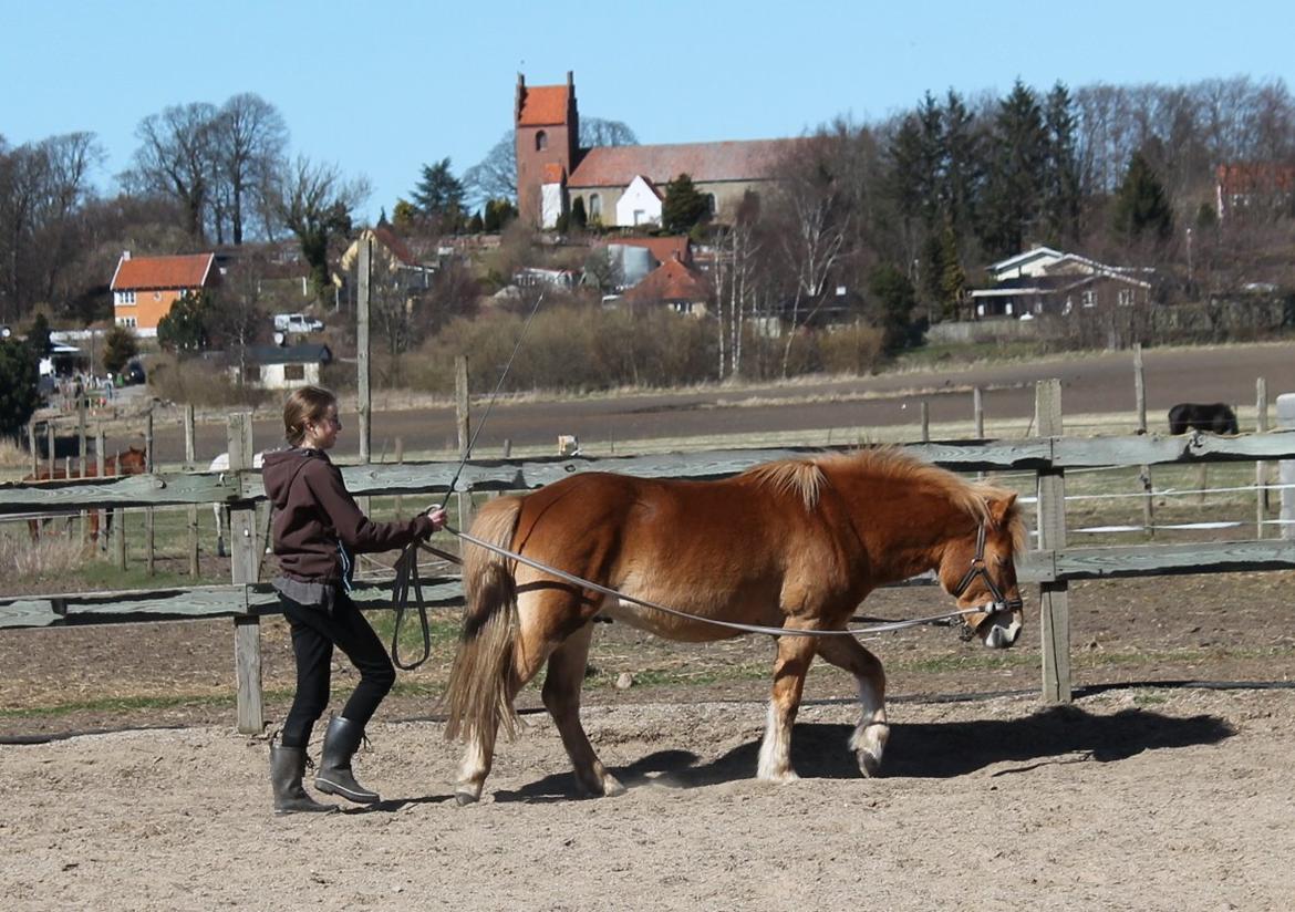 Gotlandsruss Uranus - Arbejde for lange liner <3 ~ April 2013 (Fotograf - Freya) billede 17