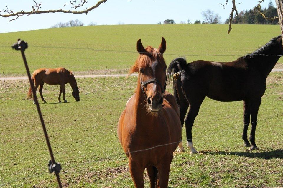 Anden særlig race Potter (Rideskole hest) - Potter nyder den dejlige sol. :-) billede 17