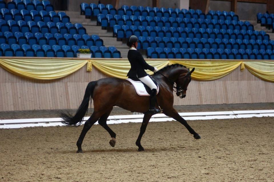 Dansk Varmblod Rollo - A hest - Vores kun 2. MB0 til 69,23% og vinder af klassen ved Danish Youth Dressage! billede 11