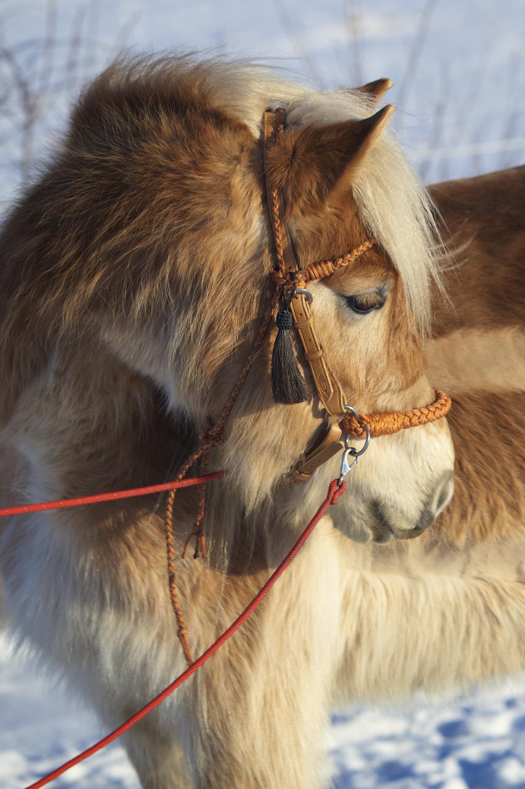 Haflinger Aston af Vognmandsgården (Anton) - Vi har haft lidt svært ved at mærke hvor meget huld der var under den tykke vinterpels - derfor måtte der klippes "fartstriber" så vi bedre kunne mærke :) billede 2