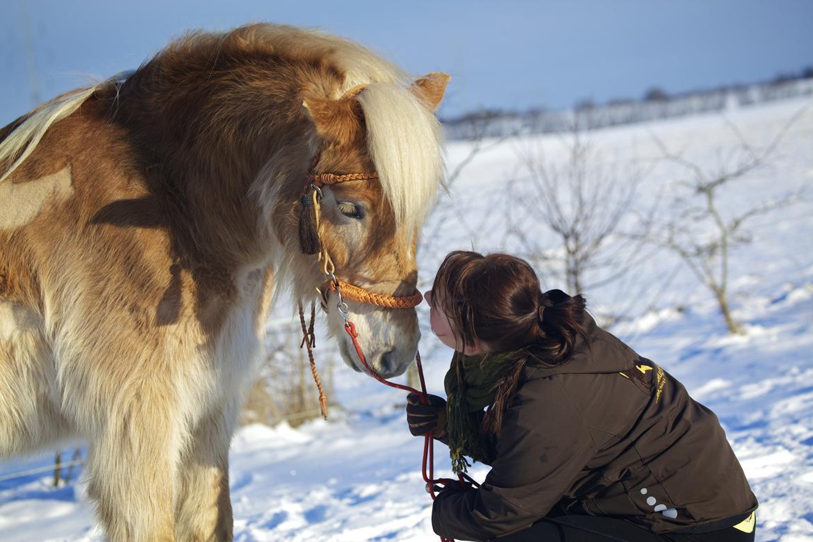 Haflinger Aston af Vognmandsgården (Anton) billede 3