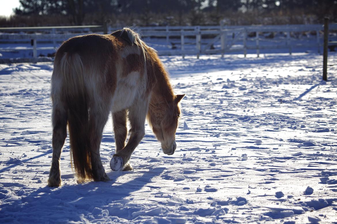 Haflinger Aston af Vognmandsgården (Anton) billede 4