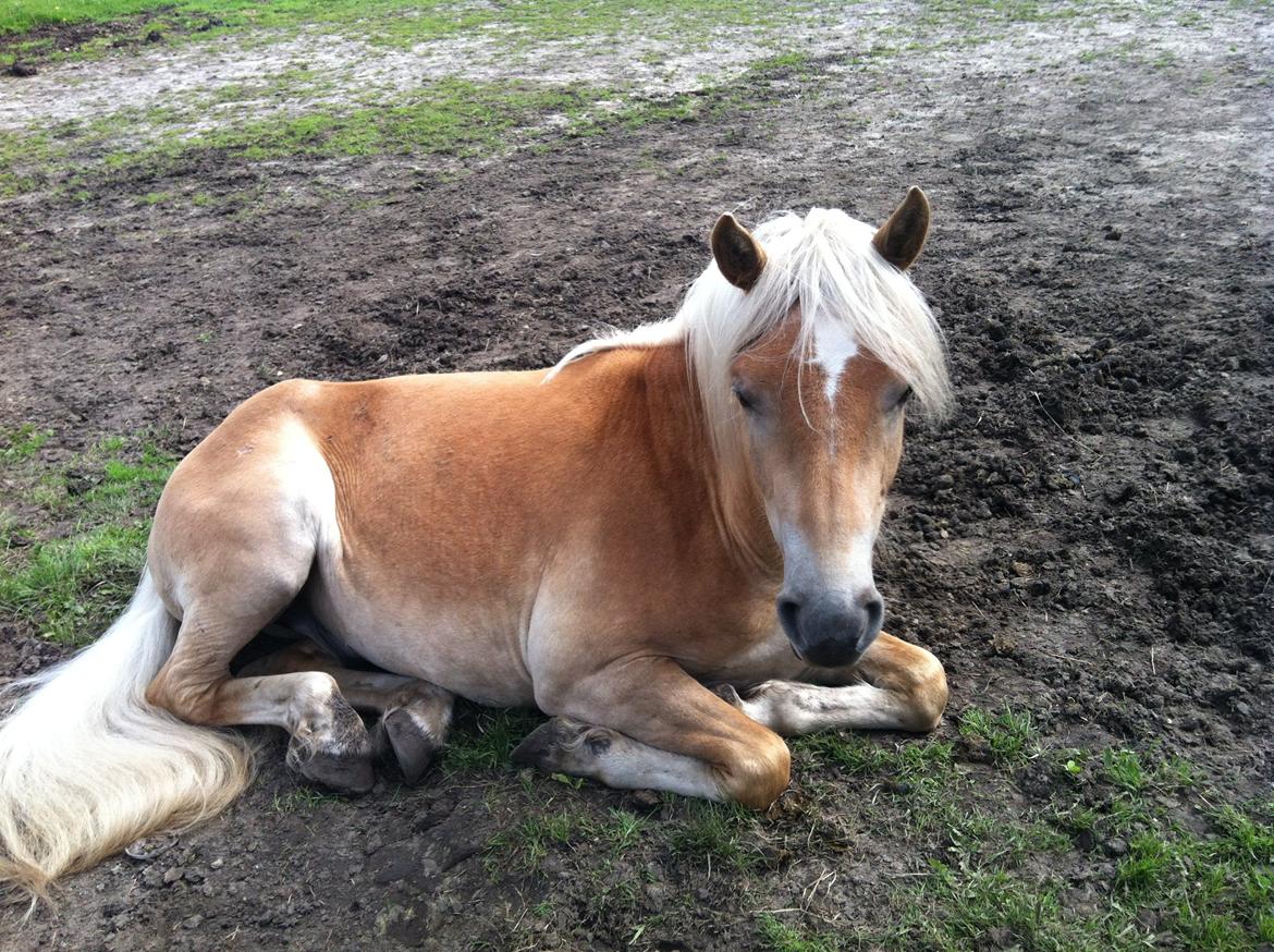 Haflinger Aston af Vognmandsgården (Anton) billede 5