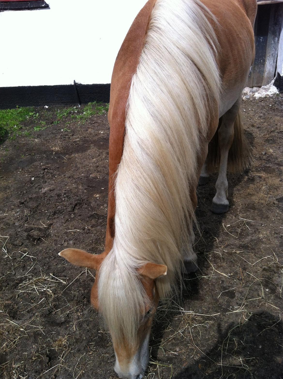 Haflinger Aston af Vognmandsgården (Anton) billede 6