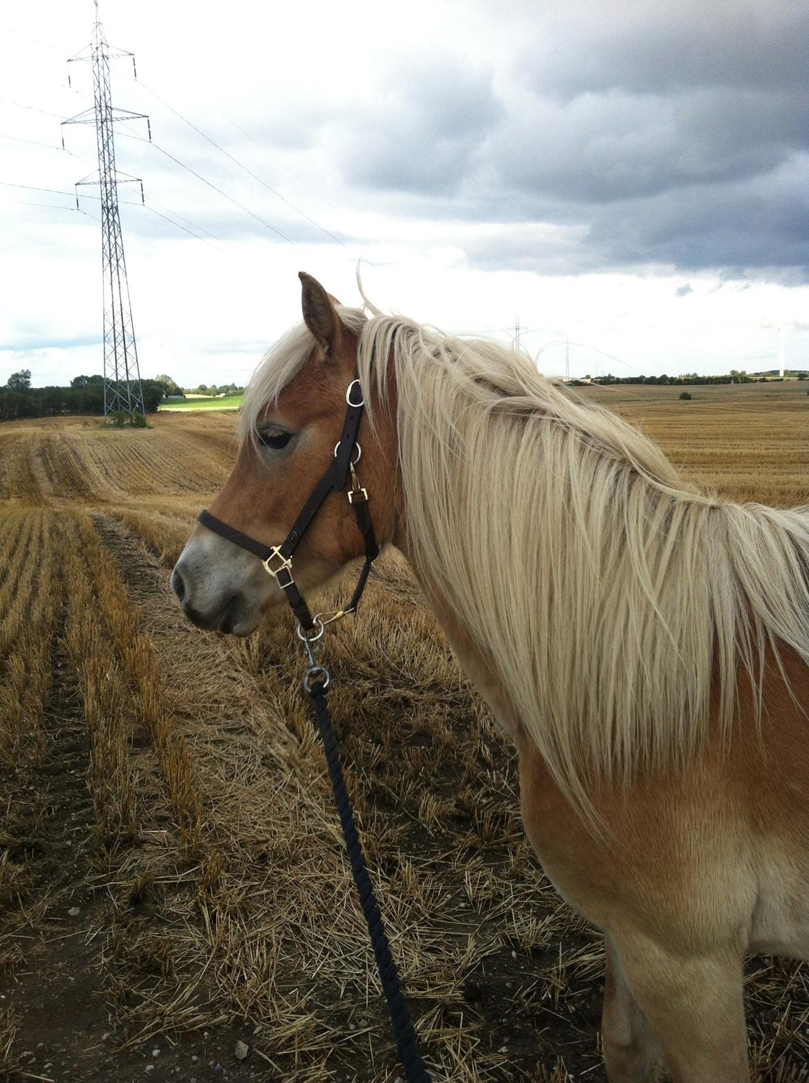 Haflinger Aston af Vognmandsgården (Anton) billede 7