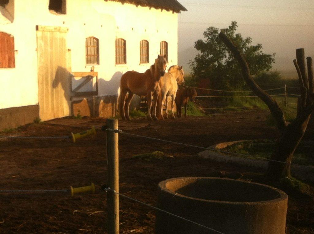 Haflinger Aston af Vognmandsgården (Anton) billede 8