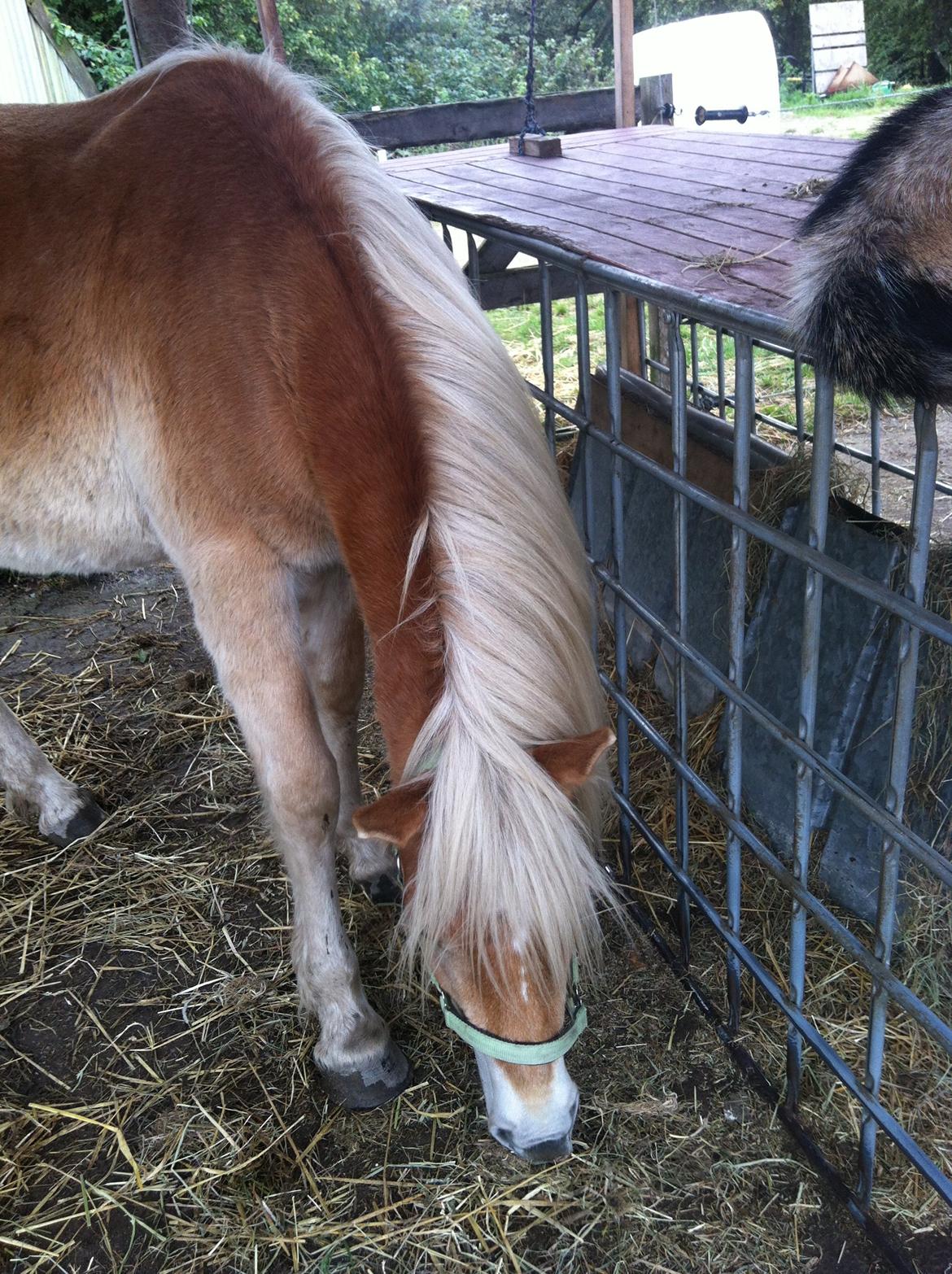 Haflinger Aston af Vognmandsgården (Anton) billede 9