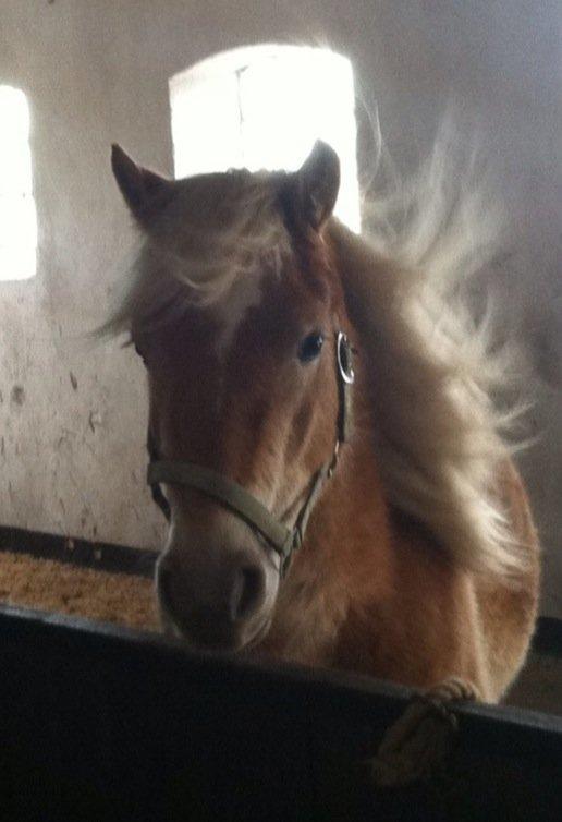 Haflinger Aston af Vognmandsgården (Anton) billede 10