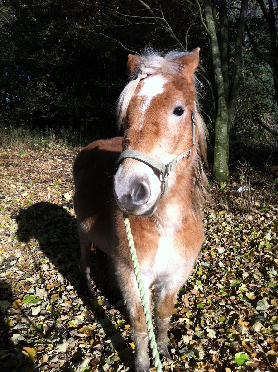 Haflinger Aston af Vognmandsgården (Anton) billede 11