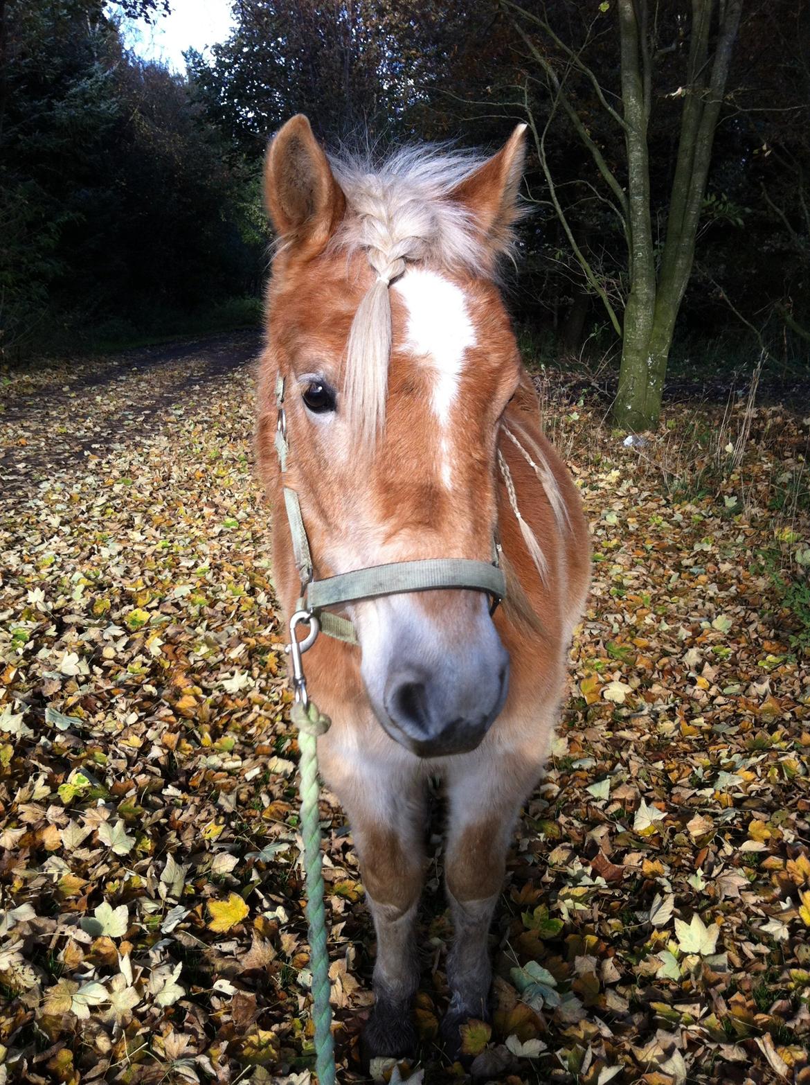 Haflinger Aston af Vognmandsgården (Anton) billede 12