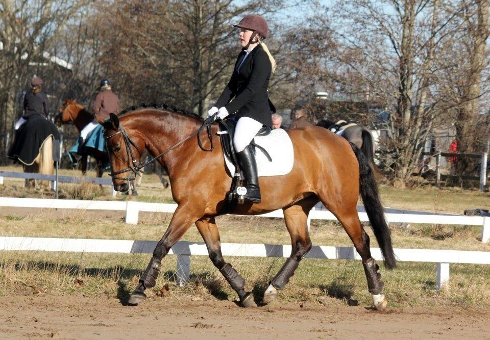 Dansk Varmblod Jaqueline billede 20