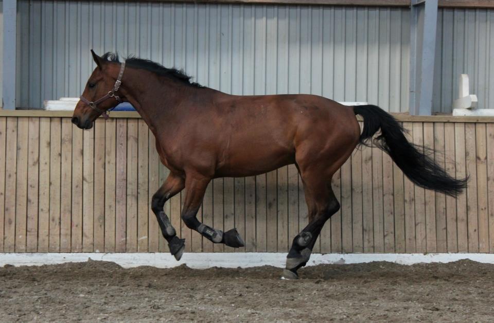 Dansk Varmblod Lui S billede 17