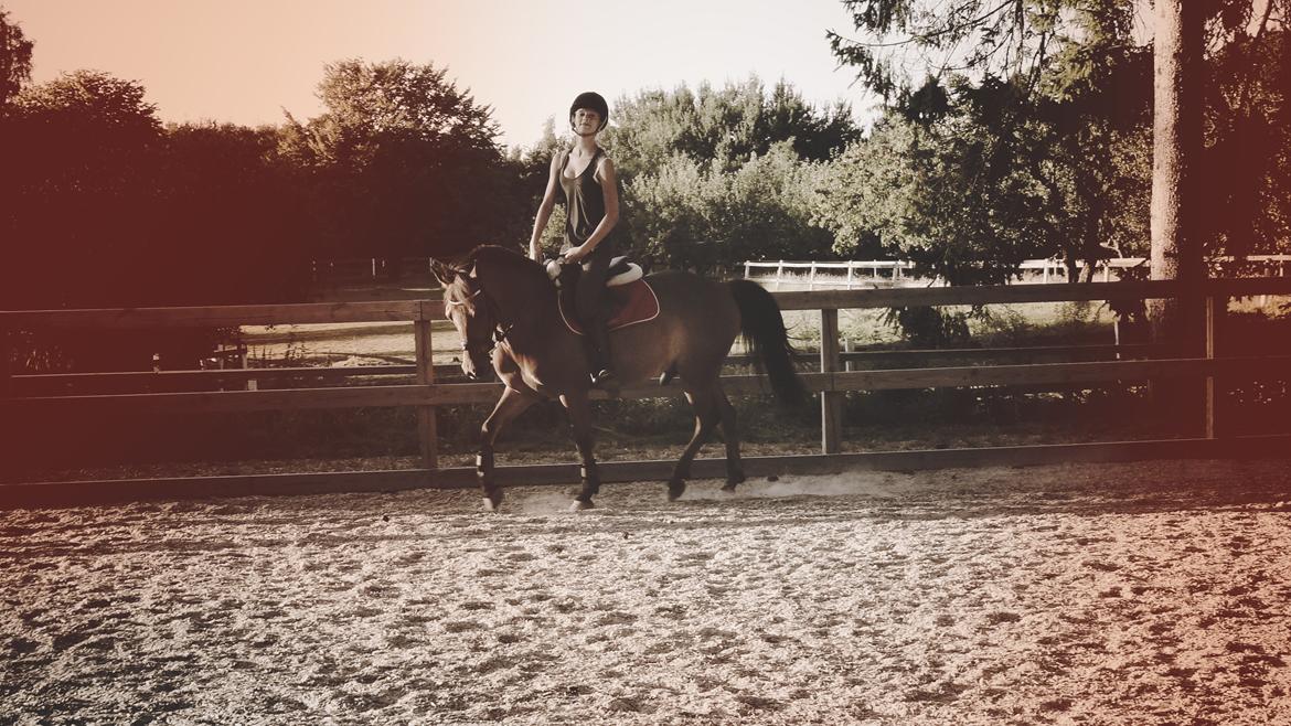 Anden særlig race PRINS KASHMIR  - d. 26/7-2012 Dressurtræning  billede 4