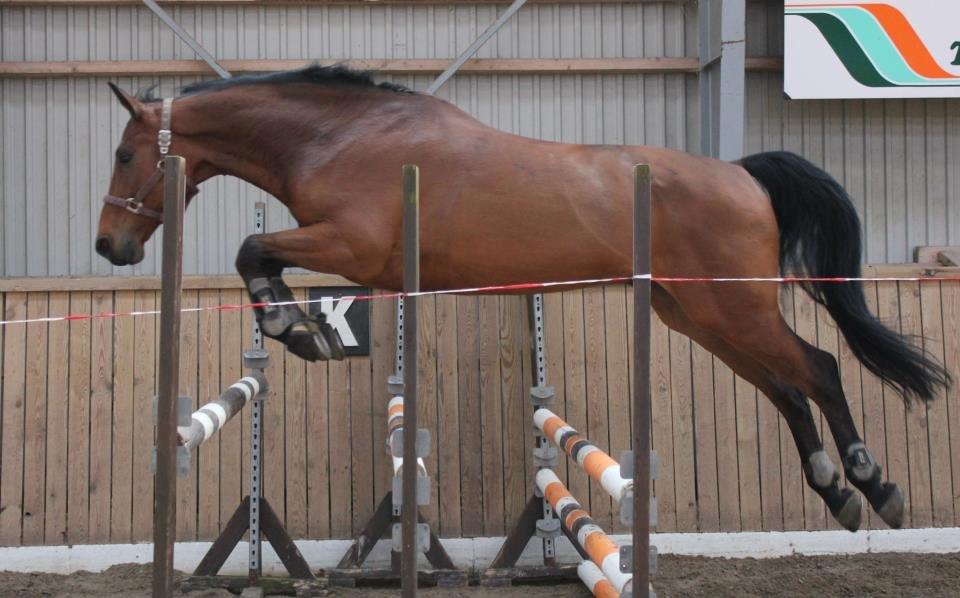 Dansk Varmblod Lui S billede 1