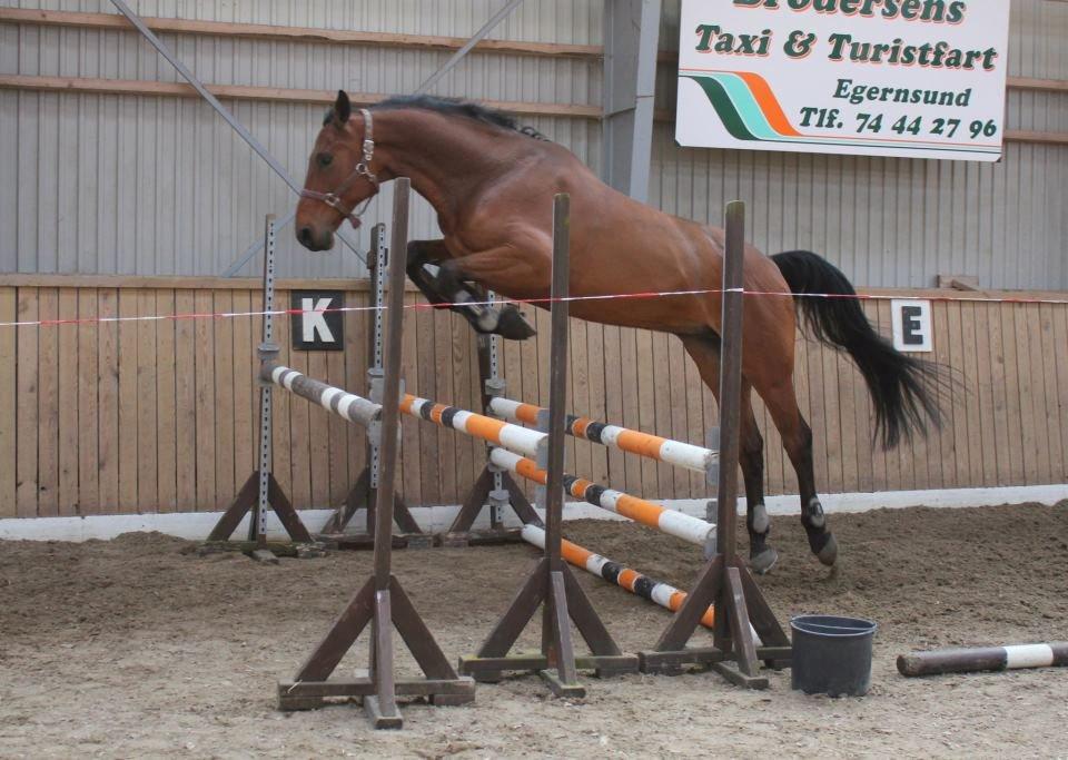 Dansk Varmblod Lui S billede 18