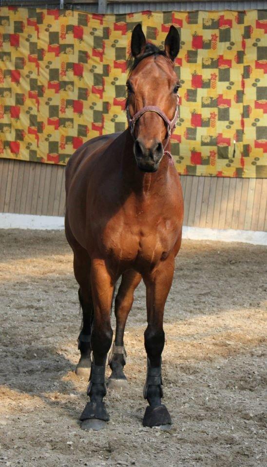 Dansk Varmblod Lui S billede 19