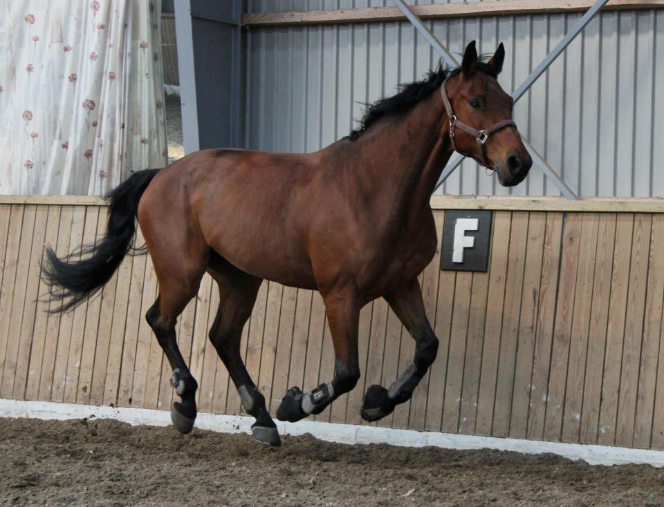 Dansk Varmblod Lui S billede 20