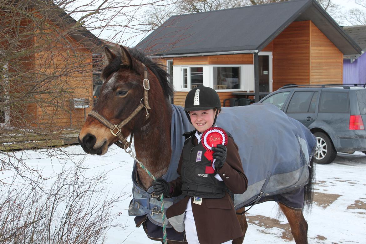 Welsh Partbred (Sec F) Kildegård Laura - Efter vores 2 stævne. 1 plads i Le :) jeg er så stolt af dig skat <3 billede 1