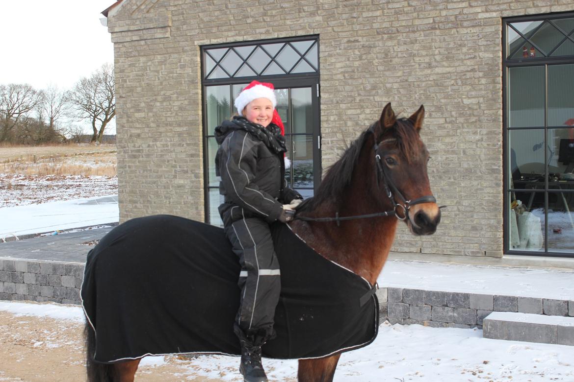 Welsh Partbred (Sec F) Kildegård Laura - Vinter 2012 dejlige Laura billede 3