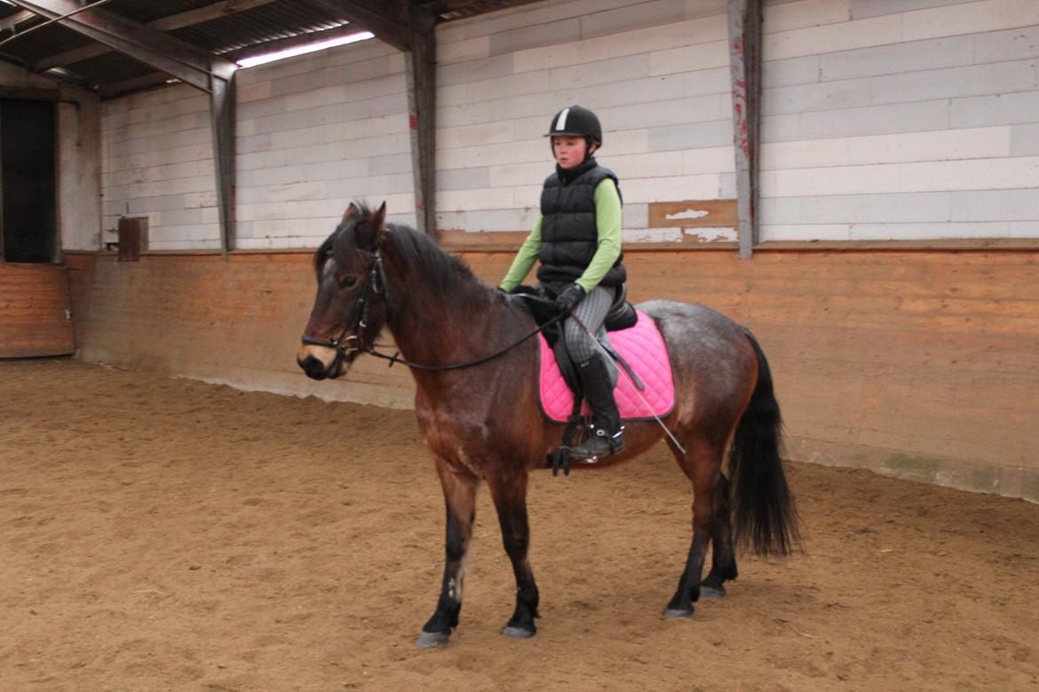 Welsh Partbred (Sec F) Kildegård Laura - dressur træning 2013 :)
 billede 9