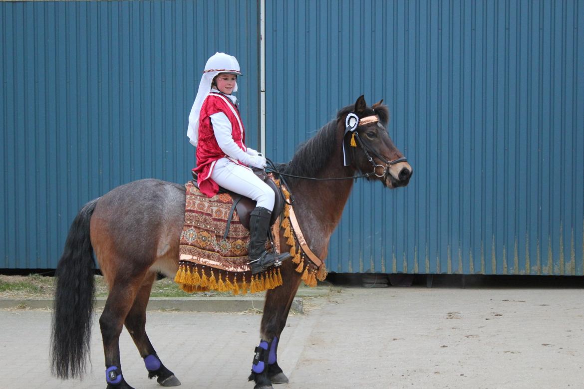 Welsh Partbred (Sec F) Kildegård Laura - efter vi har været på banen <3 billede 14