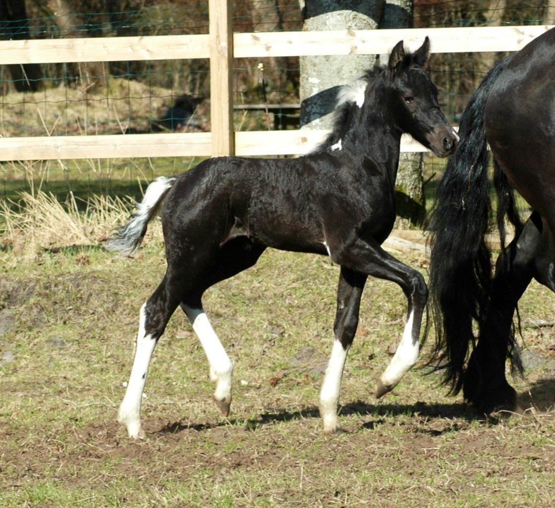 Barockpinto Freikje Fan Stald Barok 1. pr. CHAMPION 2013 billede 13