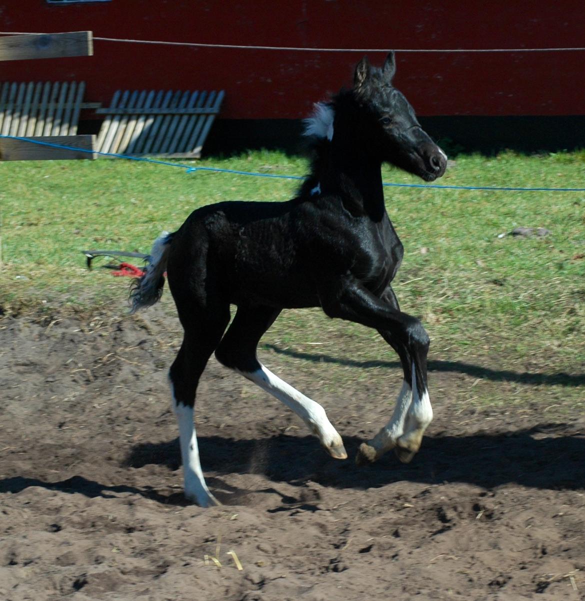 Barockpinto Freikje Fan Stald Barok 1. pr. CHAMPION 2013 billede 20